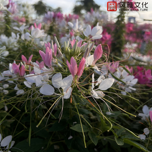 婷婷亚洲五月天
